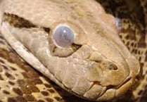 Hartpury academic to speak in House of Lords about reptile welfare