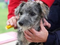 Free dog microchipping events in the Forest