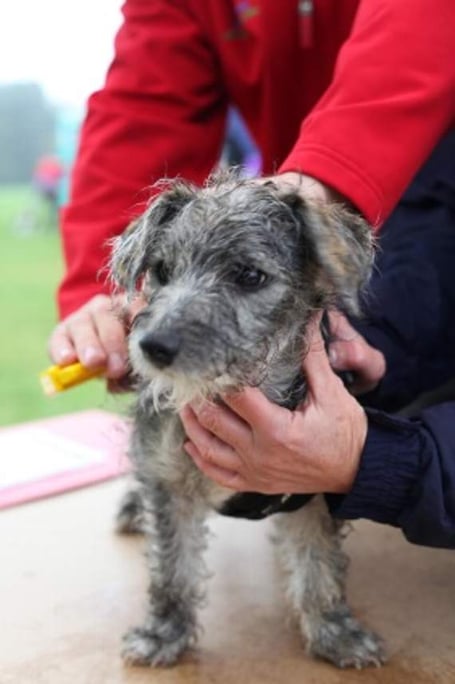 Free dog microchipping events in the Forest
