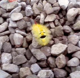 Very Hungry Caterpillar eats its way to centre