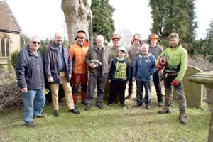 Ancient Newent beech is felled