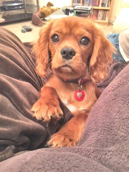 The winner of the precious pets competition is announced
