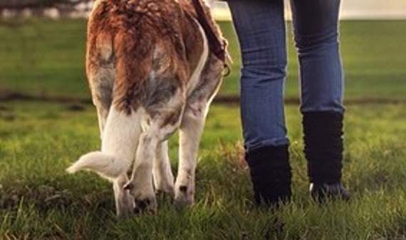 High five for stray dogs’ team