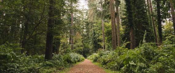 Climate threat to Forest oaks