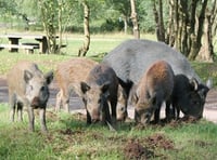 'Tame boar should be spared'
