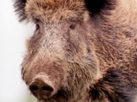 Cull failing to control wild boar