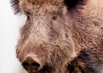 Cull failing to control wild boar