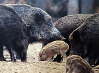 'The boar are taking over'
