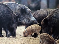 'The boar are taking over'