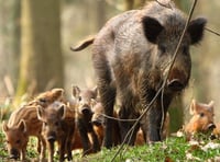 Wild boar at risk from over culling
