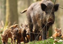 Wild boar at risk from over culling