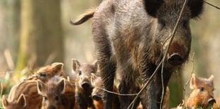 Wild boar at risk from over culling