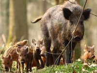 Wild boar at risk from over culling