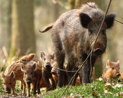 Wild boar at risk from over culling