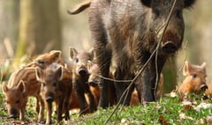 Wild boar at risk from over culling