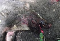 Boar is left to bleed to death after shooting