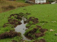 Boar wreak havoc at St John's ground