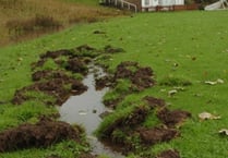 Boar wreak havoc at St John's ground