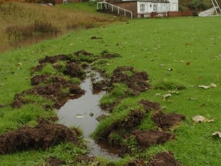Boar wreak havoc at St John's ground