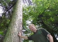 36,000 larches face axe