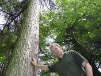 36,000 larches face axe