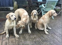 Four Golden Retrievers lost or abandoned in Wye Valley
