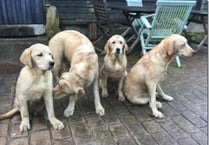 Four Golden Retrievers lost or abandoned in Wye Valley