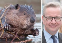 Environment Secretary approves Lydbrook beavers scheme