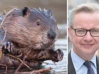 Environment Secretary approves Lydbrook beavers scheme