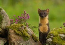 Pine martens could be reintroduced in the Forest of Dean