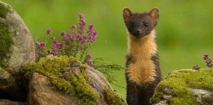 Pine martens could be reintroduced in the Forest of Dean
