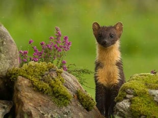 Pine martens could be reintroduced in the Forest of Dean