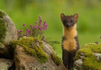 Pine martens could be reintroduced in the Forest of Dean