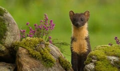 Pine martens could be reintroduced in the Forest of Dean