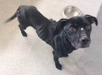 Cinderford woman banned from keeping dogs
