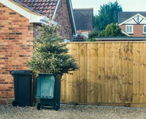Christmas trees can be recycled at the kerbside in the Forest of Dean
