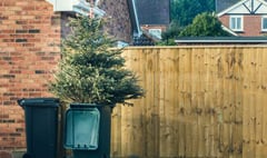 Christmas trees can be recycled at the kerbside in the Forest of Dean