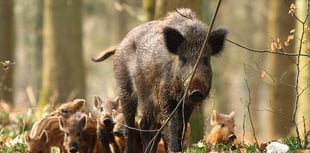 Wild boar population on the rise despite cull