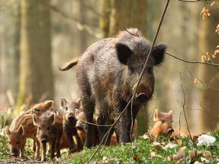 Wild boar population on the rise despite cull