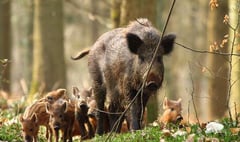 Wild boar population on the rise despite cull
