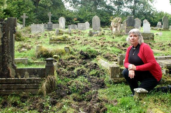 Wild boar devastate Parkend church graveyard - again
