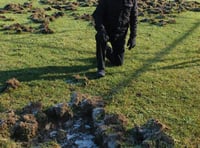 Wild boar damage stumps Cinderford St John’s Cricket Club
