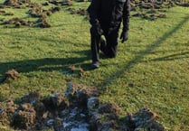 Wild boar damage stumps Cinderford St John’s Cricket Club