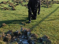 Wild boar damage stumps Cinderford St John’s Cricket Club
