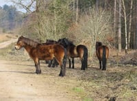 Exmoor ponies arrive in the Forest of Dean