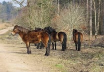 Exmoor ponies arrive in the Forest of Dean