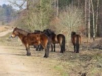 Exmoor ponies arrive in the Forest of Dean