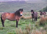 Exmoor ponies hot to trot in Forest