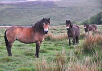 Exmoor ponies hot to trot in Forest