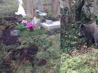 Wild boar damage Cinderford graveyard